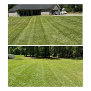 lawn-transformation-im (8)